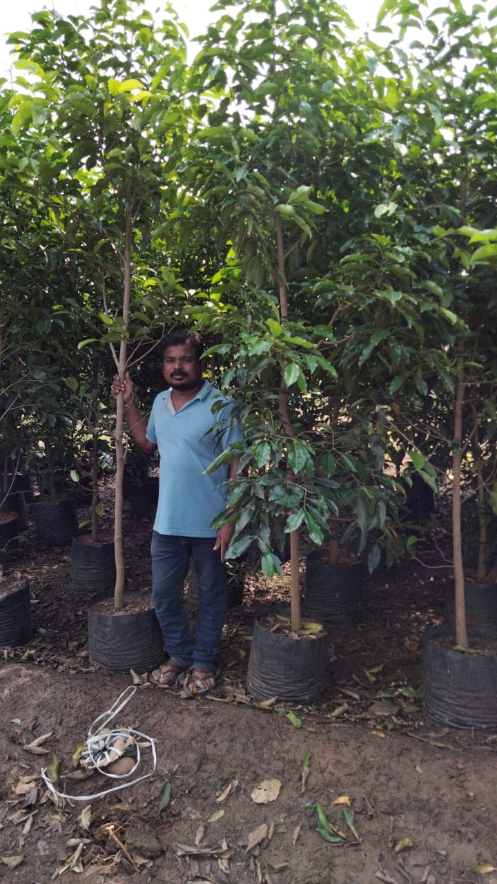 Best Kadiyam Nursery Call 6309717556, Kadiyam Nursery /kadiyam Online